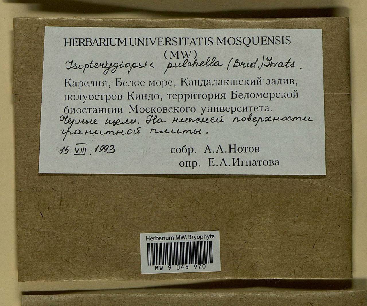 Isopterygiella pulchella (Hedw.) Ignatov & Ignatova, Bryophytes, Bryophytes - Karelia, Leningrad & Murmansk Oblasts (B4) (Russia)