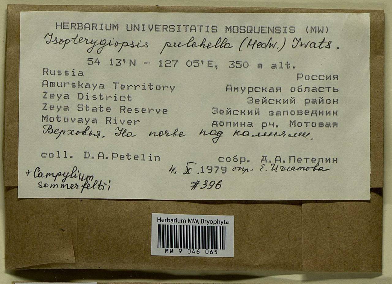 Isopterygiella pulchella (Hedw.) Ignatov & Ignatova, Bryophytes, Bryophytes - Russian Far East (excl. Chukotka & Kamchatka) (B20) (Russia)