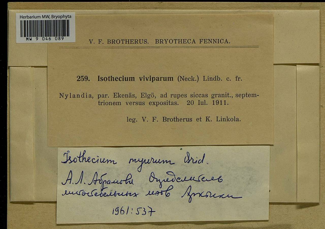 Isothecium alopecuroides (Lam. ex Dubois) Isov., Bryophytes, Bryophytes - Western Europe (BEu) (Finland)