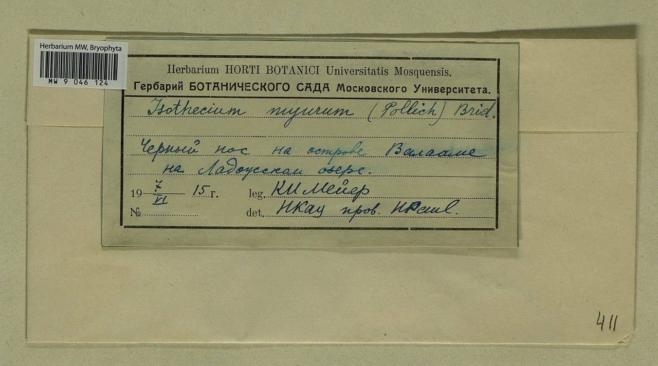 Isothecium alopecuroides (Lam. ex Dubois) Isov., Bryophytes, Bryophytes - Karelia, Leningrad & Murmansk Oblasts (B4) (Russia)