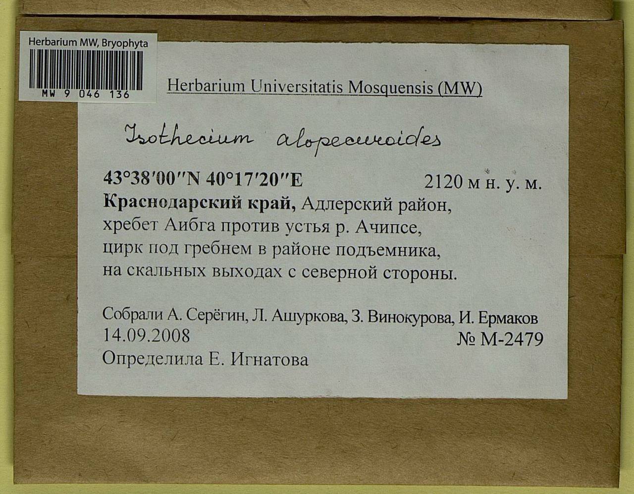 Isothecium alopecuroides (Lam. ex Dubois) Isov., Bryophytes, Bryophytes - North Caucasus & Ciscaucasia (B12) (Russia)