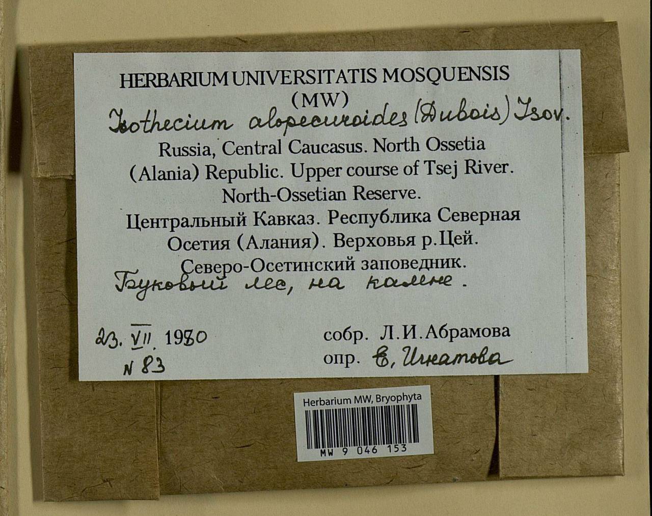 Isothecium alopecuroides (Lam. ex Dubois) Isov., Bryophytes, Bryophytes - North Caucasus & Ciscaucasia (B12) (Russia)