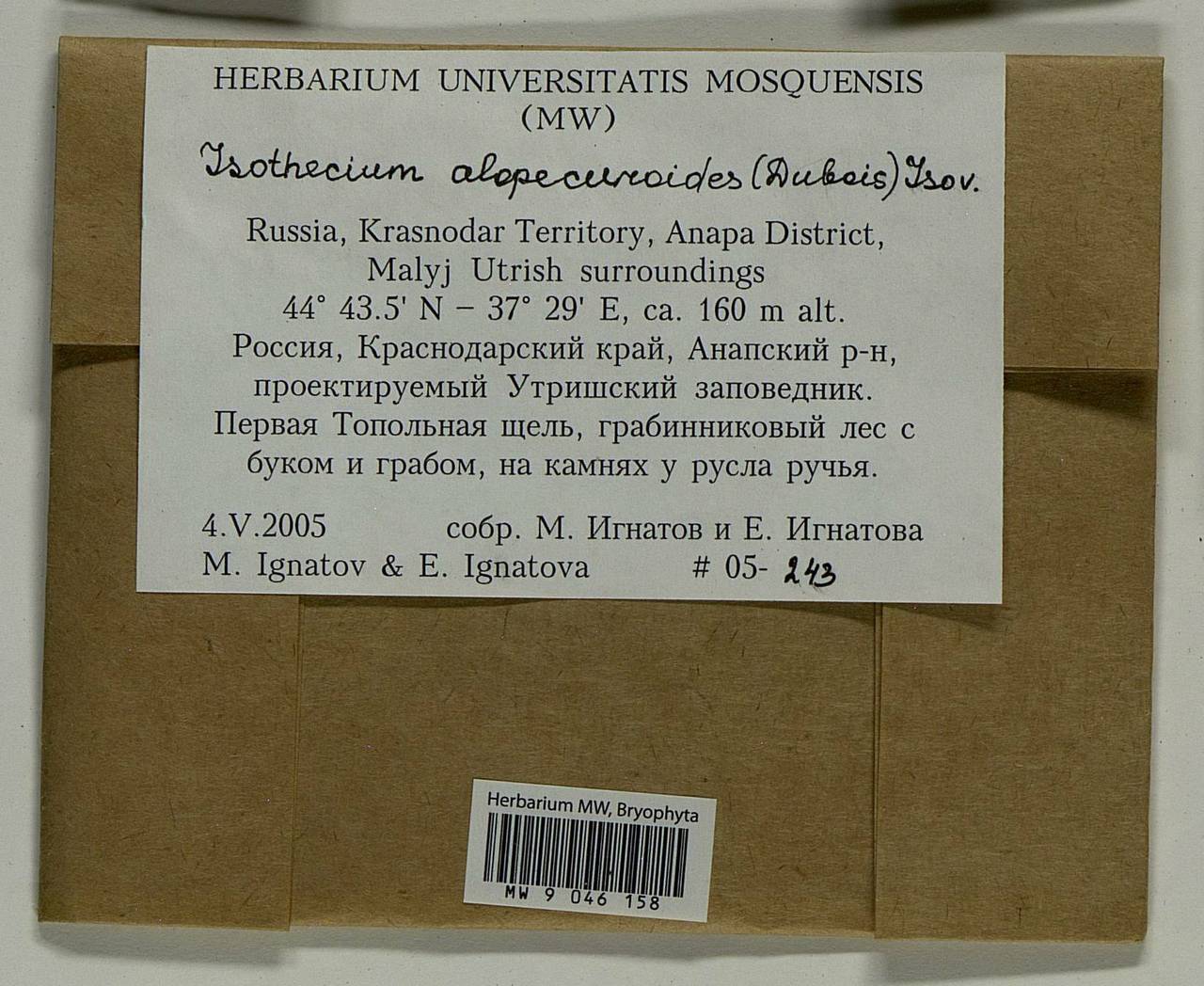 Isothecium alopecuroides (Lam. ex Dubois) Isov., Bryophytes, Bryophytes - North Caucasus & Ciscaucasia (B12) (Russia)