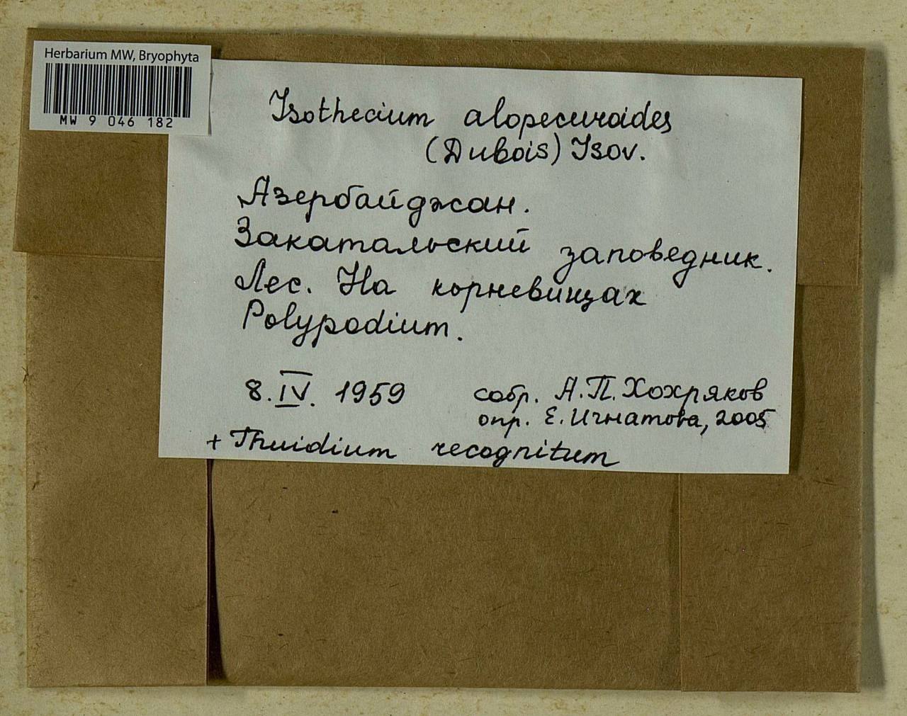 Isothecium alopecuroides (Lam. ex Dubois) Isov., Bryophytes, Bryophytes - Transcaucasia (B13) (Azerbaijan)