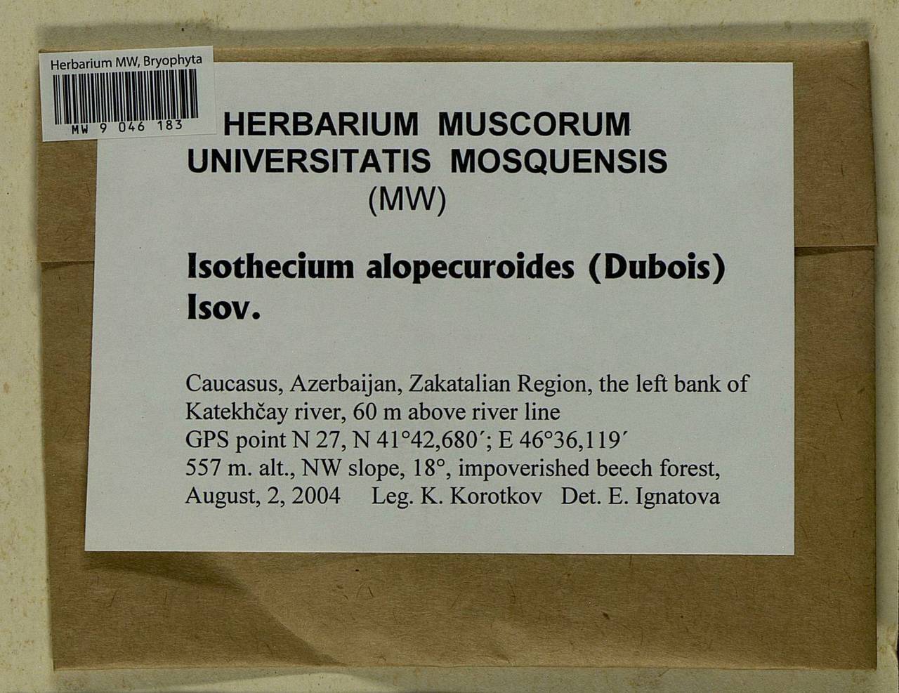 Isothecium alopecuroides (Lam. ex Dubois) Isov., Bryophytes, Bryophytes - Transcaucasia (B13) (Azerbaijan)