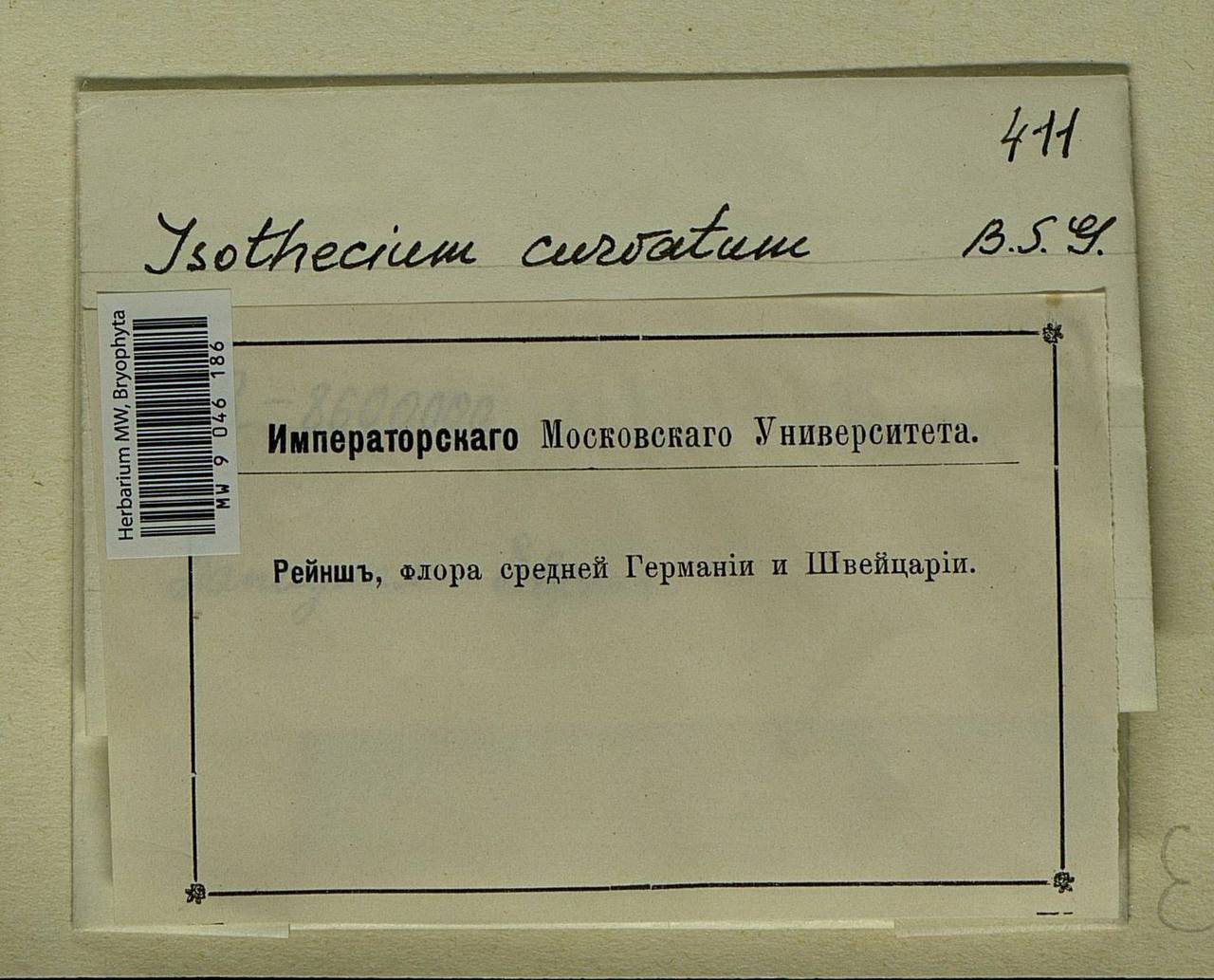 Isothecium alopecuroides (Lam. ex Dubois) Isov., Bryophytes, Bryophytes - Western Europe (BEu) (Not classified)