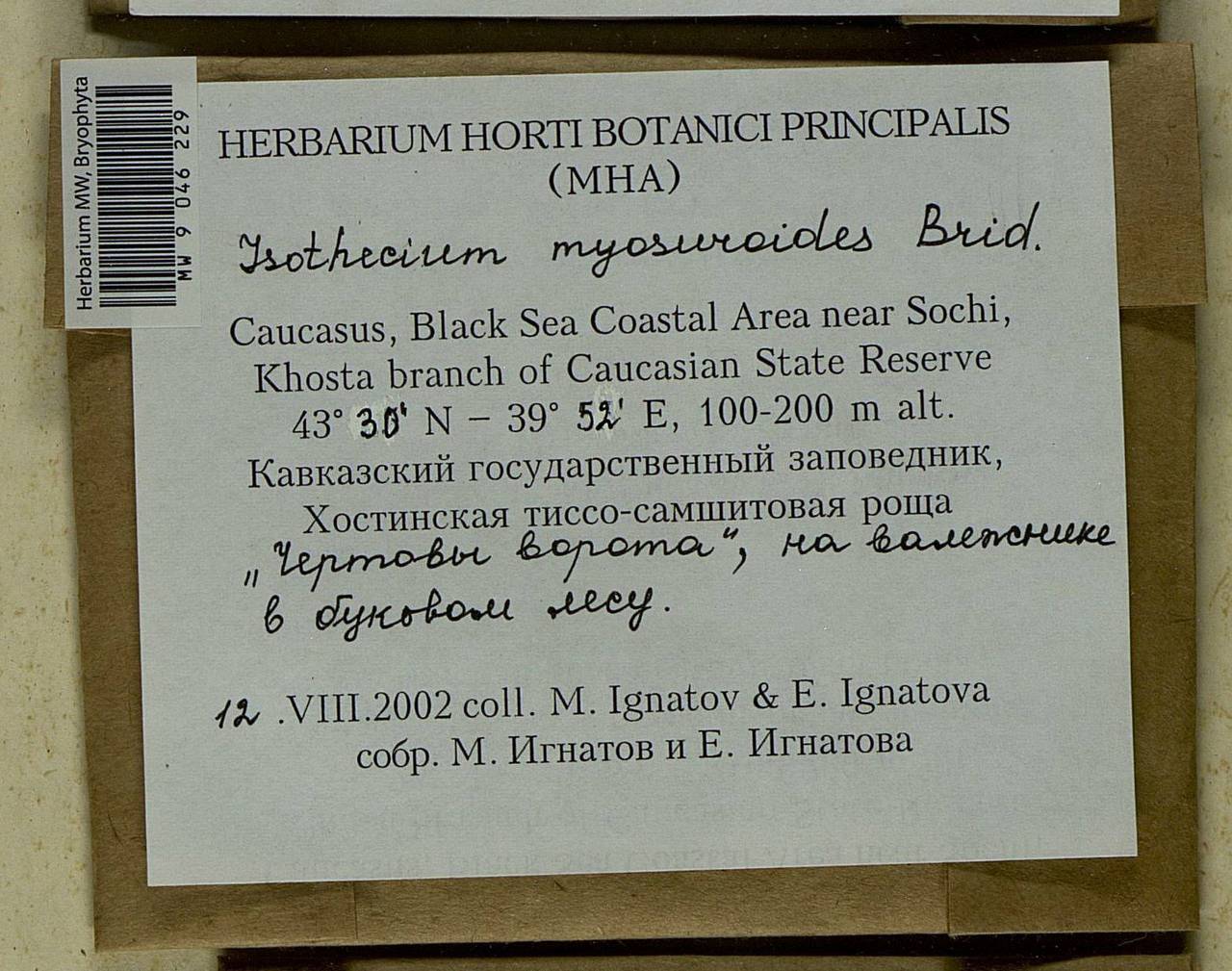 Pseudisothecium myosuroides (Brid.) Grout, Bryophytes, Bryophytes - North Caucasus & Ciscaucasia (B12) (Russia)