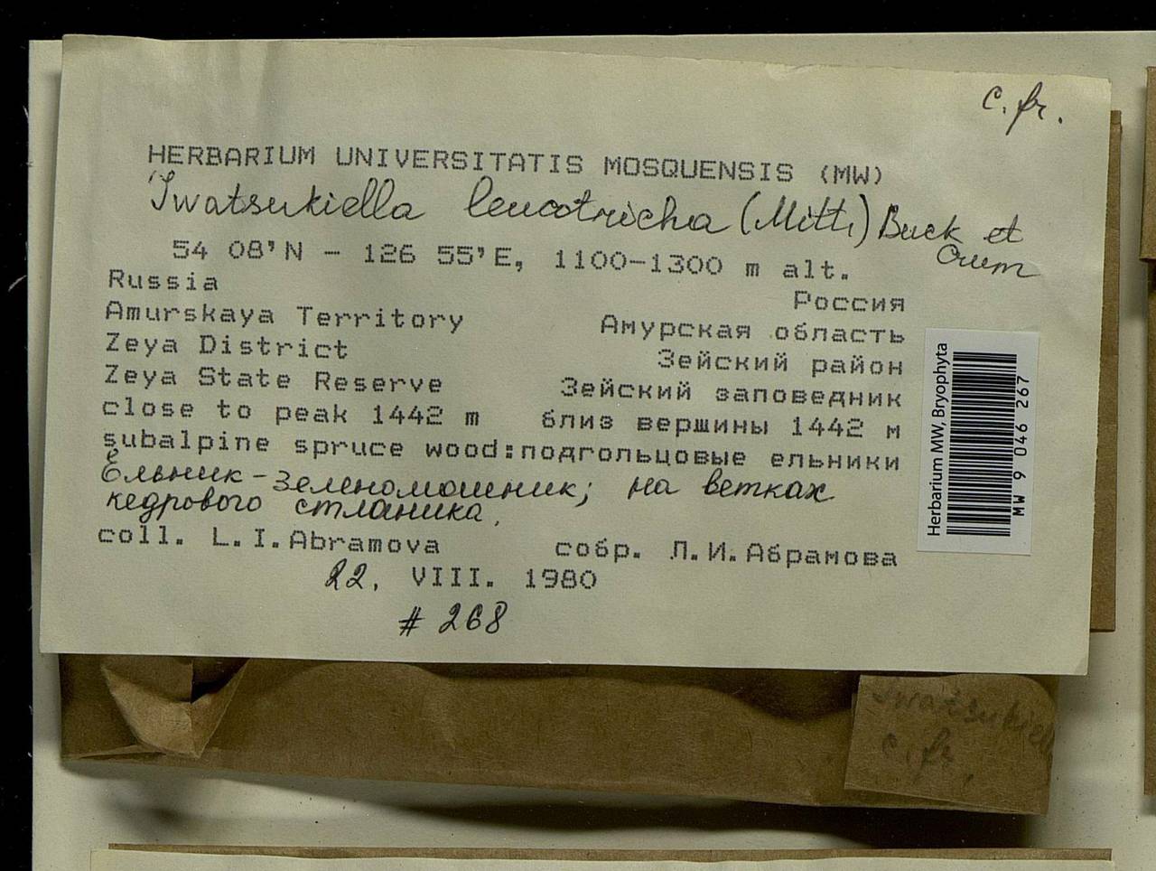 Iwatsukiella leucotricha (Mitt.) W.R. Buck & H.A. Crum, Bryophytes, Bryophytes - Russian Far East (excl. Chukotka & Kamchatka) (B20) (Russia)