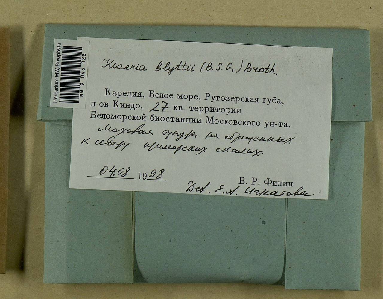 Arctoa blyttii (Bruch & Schimp.) Loeske, Bryophytes, Bryophytes - Karelia, Leningrad & Murmansk Oblasts (B4) (Russia)