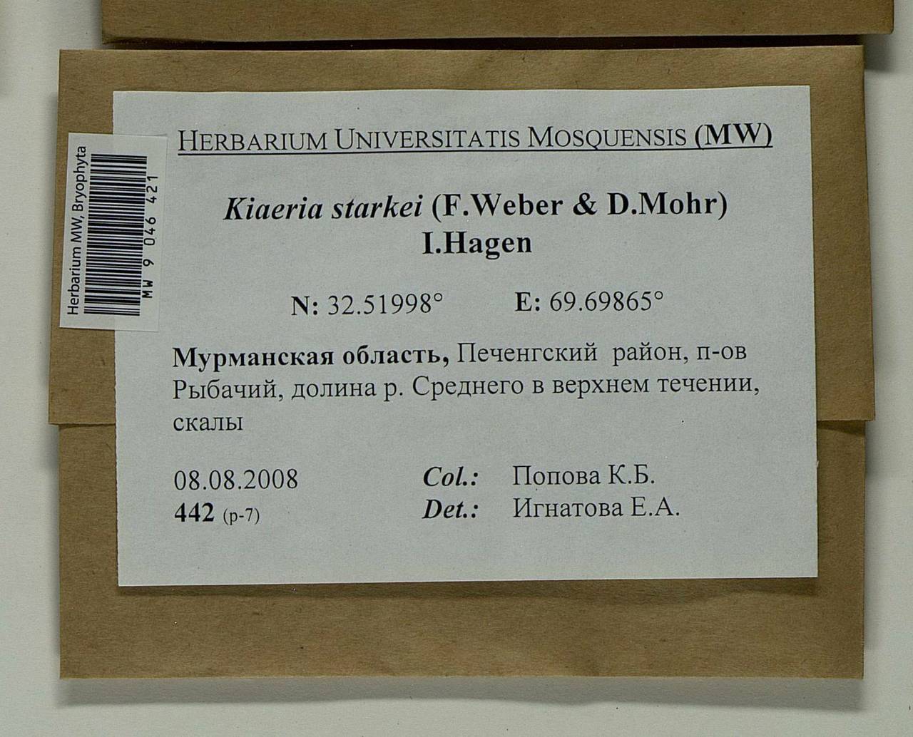 Arctoa starkei (F. Weber & D. Mohr) Loeske, Bryophytes, Bryophytes - Karelia, Leningrad & Murmansk Oblasts (B4) (Russia)