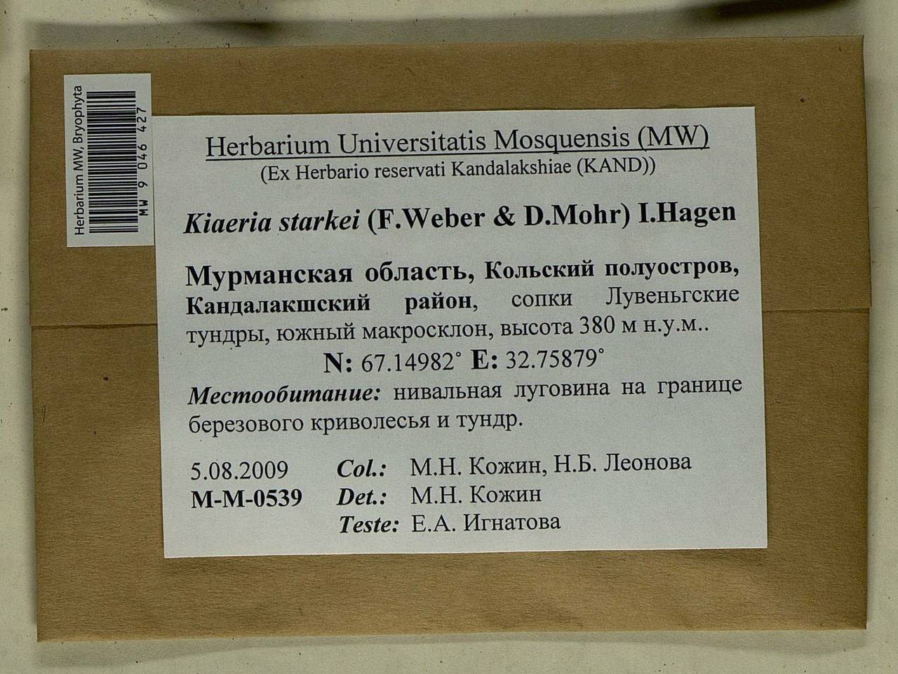 Arctoa starkei (F. Weber & D. Mohr) Loeske, Bryophytes, Bryophytes - Karelia, Leningrad & Murmansk Oblasts (B4) (Russia)