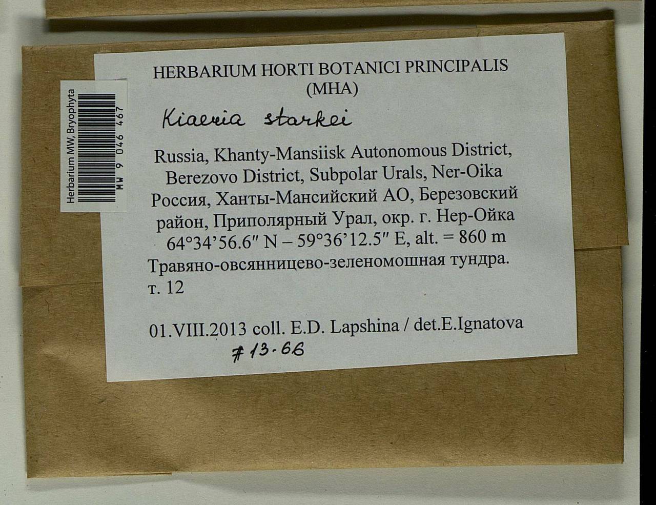 Arctoa starkei (F. Weber & D. Mohr) Loeske, Bryophytes, Bryophytes - Western Siberia (including Altai) (B15) (Russia)