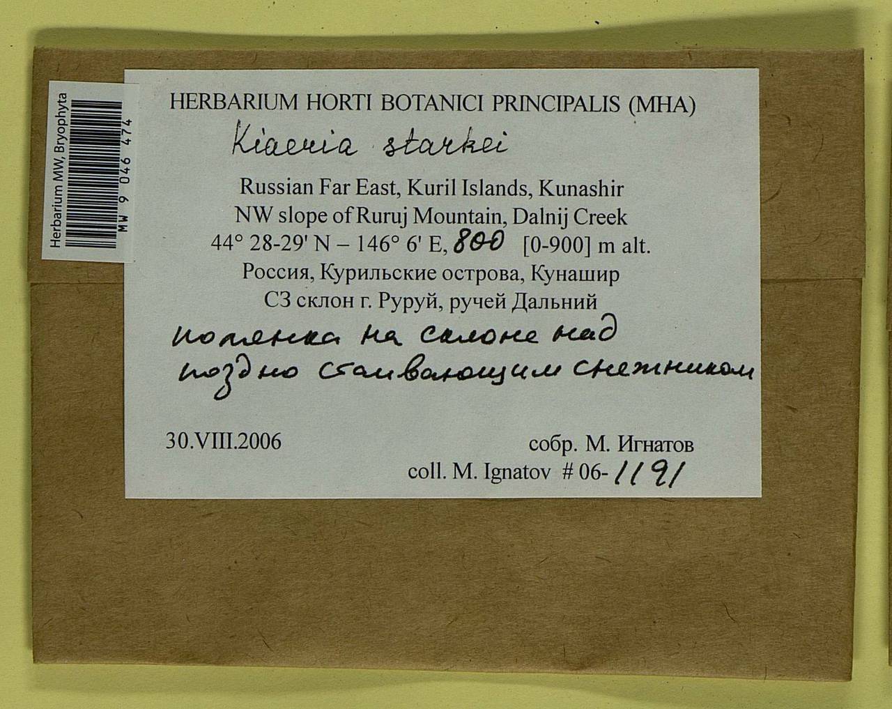 Arctoa starkei (F. Weber & D. Mohr) Loeske, Bryophytes, Bryophytes - Russian Far East (excl. Chukotka & Kamchatka) (B20) (Russia)