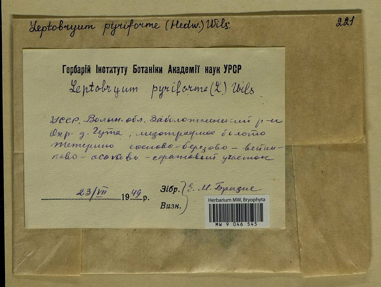 Leptobryum pyriforme (Hedw.) Wilson, Bryophytes, Bryophytes - Ukraine & Moldova (B3) (Ukraine)