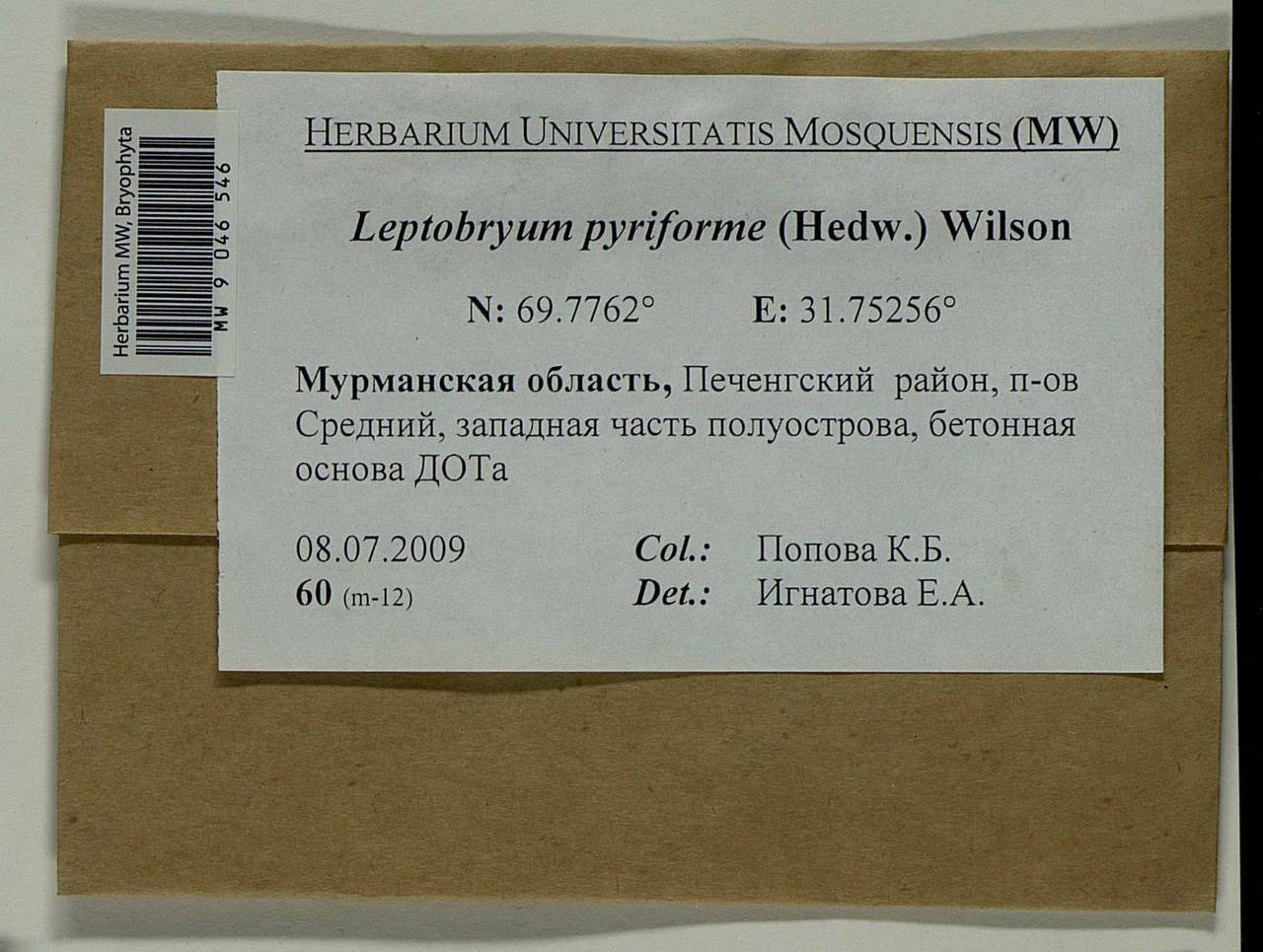 Leptobryum pyriforme (Hedw.) Wilson, Bryophytes, Bryophytes - Karelia, Leningrad & Murmansk Oblasts (B4) (Russia)