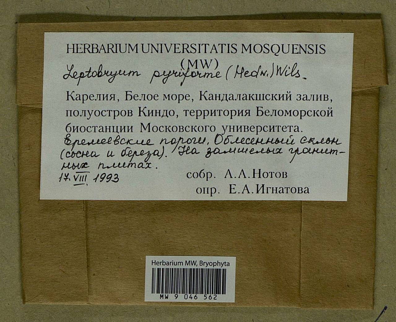 Leptobryum pyriforme (Hedw.) Wilson, Bryophytes, Bryophytes - Karelia, Leningrad & Murmansk Oblasts (B4) (Russia)