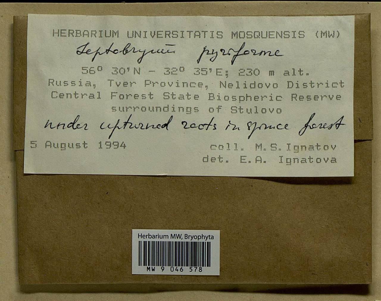 Leptobryum pyriforme (Hedw.) Wilson, Bryophytes, Bryophytes - Middle Russia (B6) (Russia)