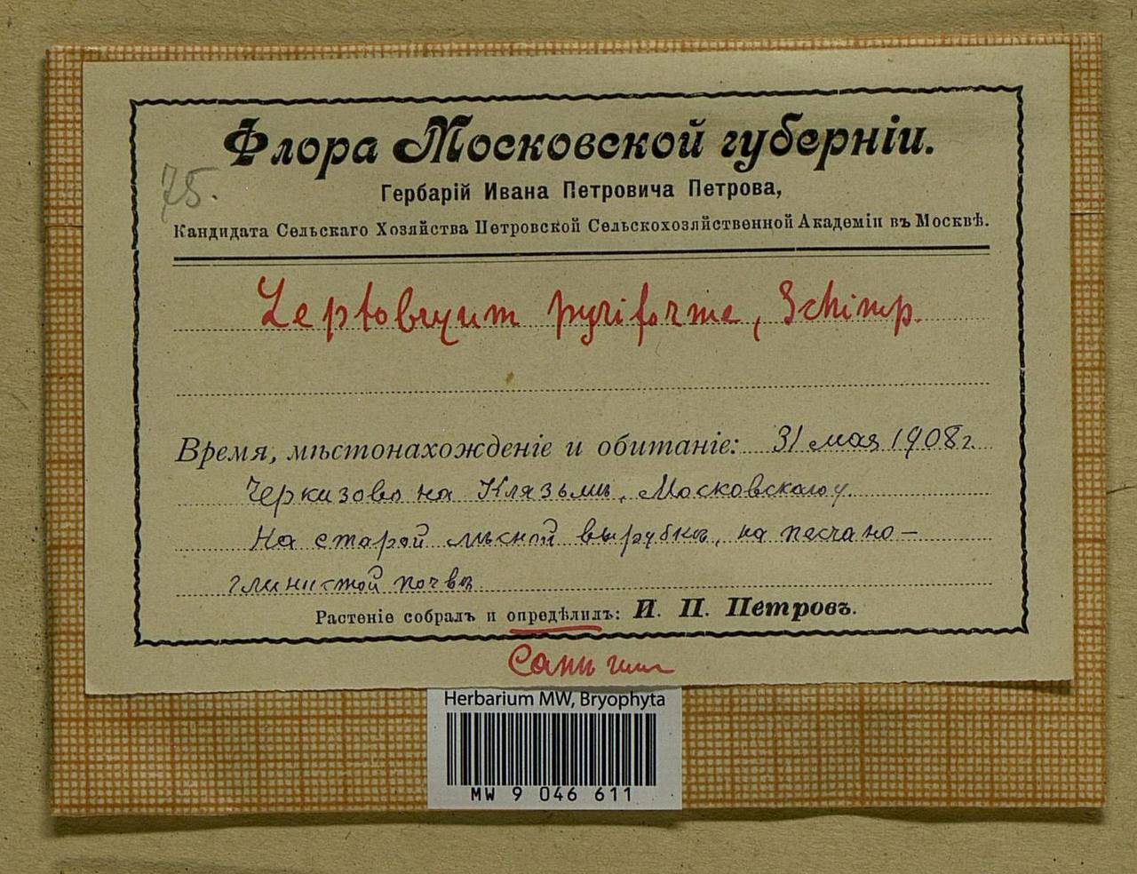 Leptobryum pyriforme (Hedw.) Wilson, Bryophytes, Bryophytes - Moscow City & Moscow Oblast (B6a) (Russia)