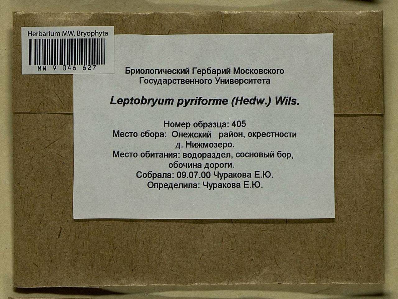 Leptobryum pyriforme (Hedw.) Wilson, Bryophytes, Bryophytes - European North East (B7) (Russia)