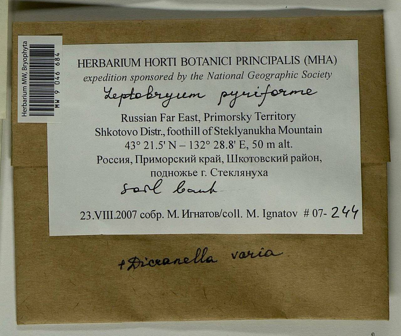 Leptobryum pyriforme (Hedw.) Wilson, Bryophytes, Bryophytes - Russian Far East (excl. Chukotka & Kamchatka) (B20) (Russia)