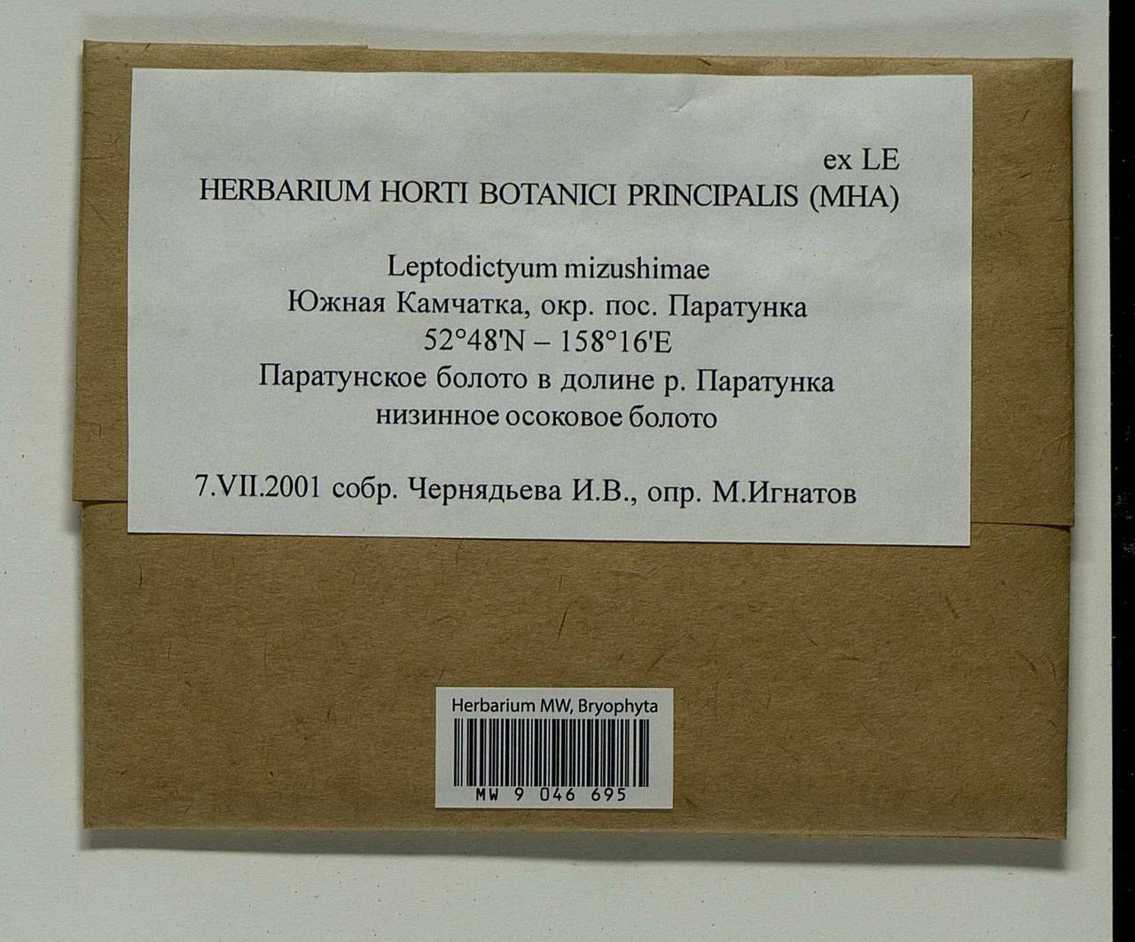 Limnohypnum mizushimae (Sakurai) Ignatov & Czernjad., Bryophytes, Bryophytes - Chukotka & Kamchatka (B21) (Russia)