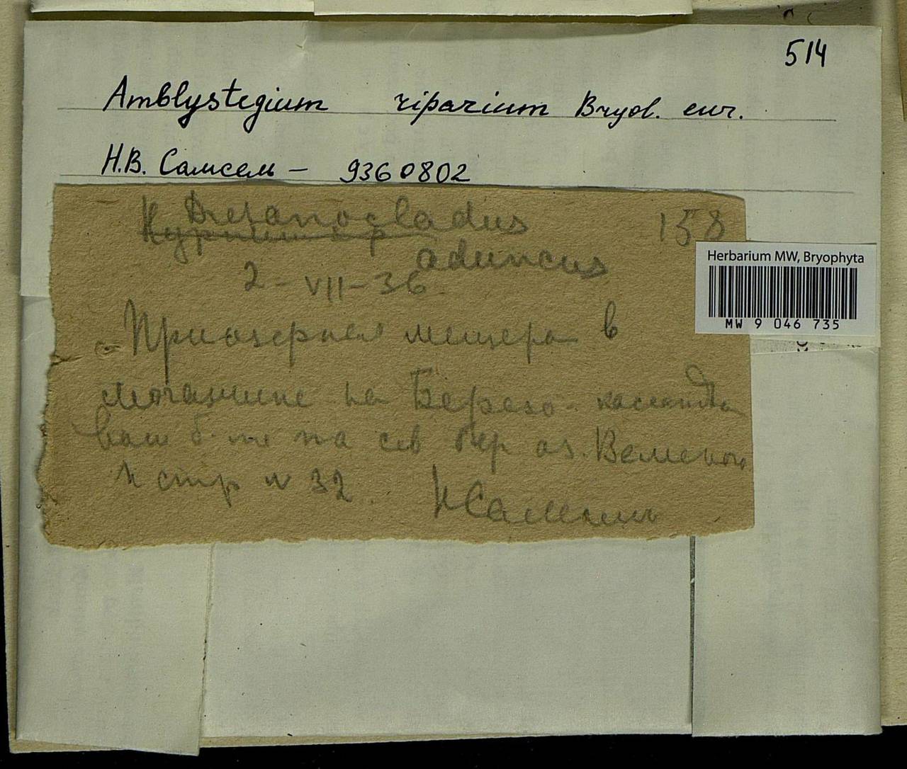 Leptodictyum riparium (Hedw.) Warnst., Bryophytes, Bryophytes - Middle Russia (B6) (Russia)