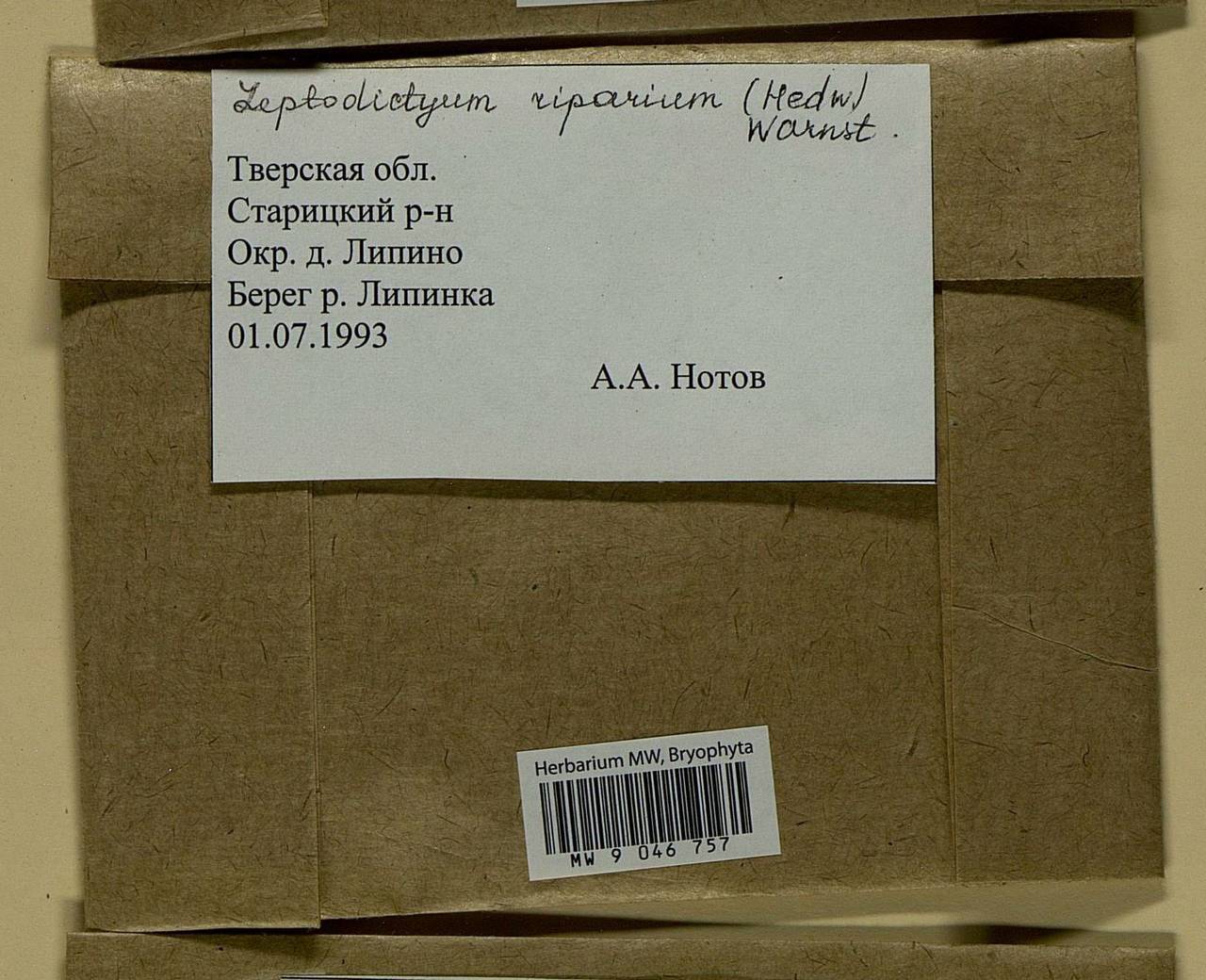Leptodictyum riparium (Hedw.) Warnst., Bryophytes, Bryophytes - Middle Russia (B6) (Russia)