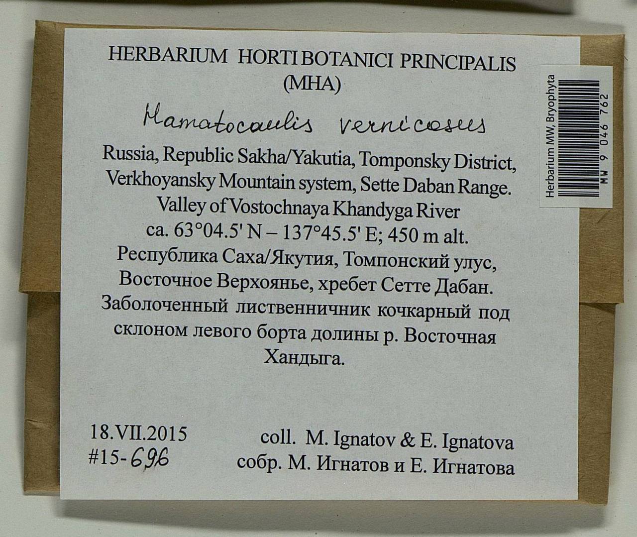 Hamatocaulis vernicosus (Mitt.) Hedenäs, Bryophytes, Bryophytes - Yakutia (B19) (Russia)