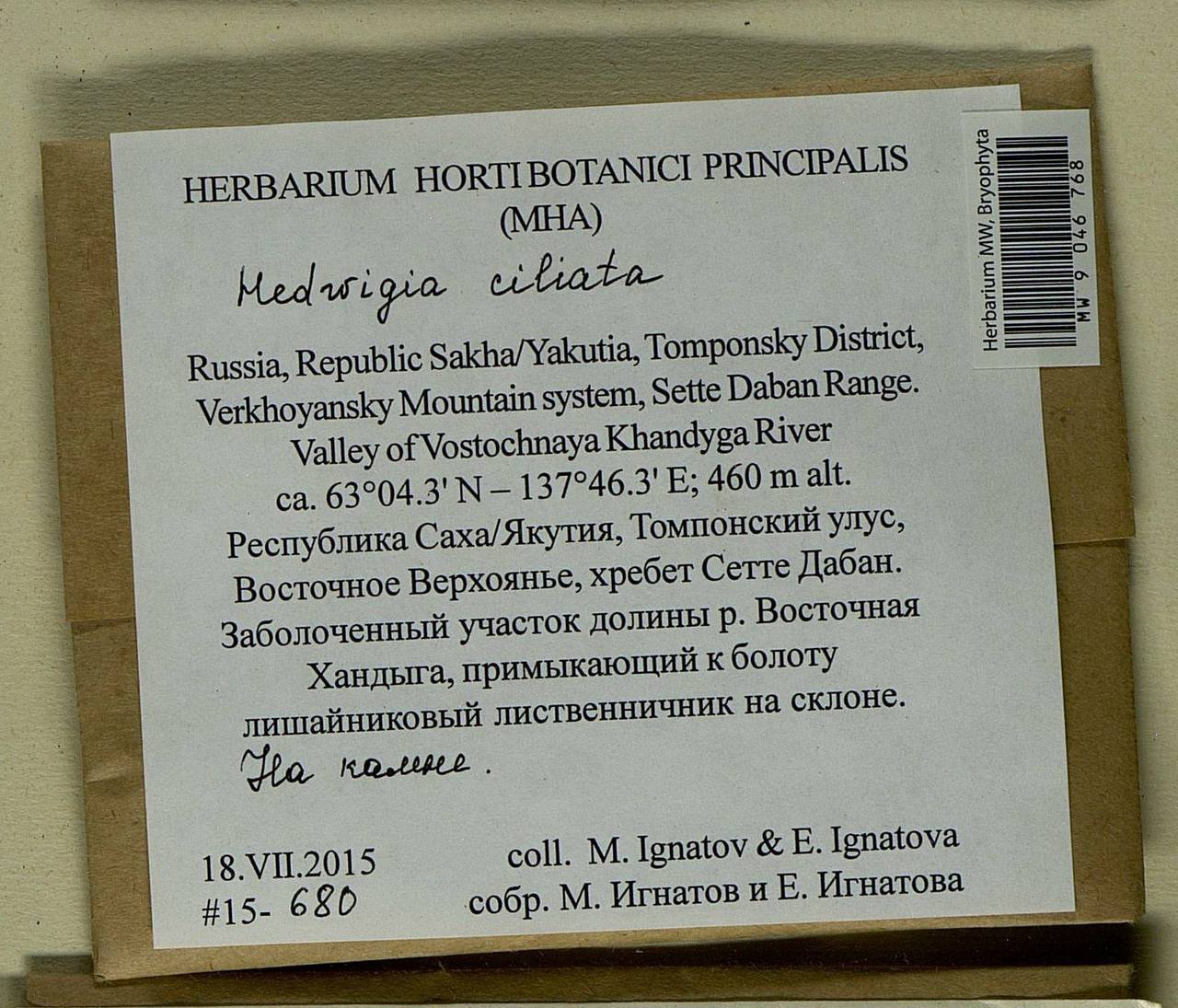 Hedwigia ciliata (Hedw.) Boucher, Bryophytes, Bryophytes - Yakutia (B19) (Russia)