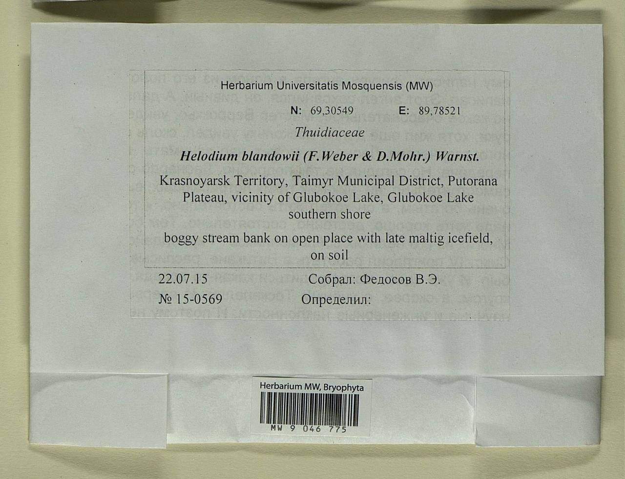 Helodium blandowii (F. Weber & D. Mohr) Warnst., Bryophytes, Bryophytes - Krasnoyarsk Krai, Tyva & Khakassia (B17) (Russia)