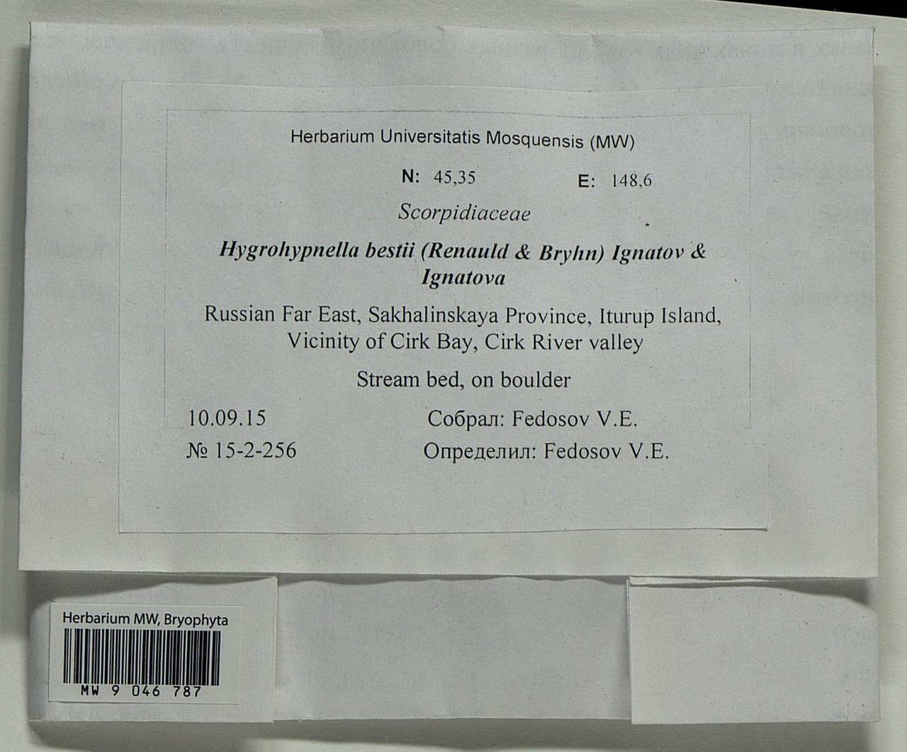 Hygrohypnella bestii (Renauld & Bryhn) Ignatov & Ignatova, Bryophytes, Bryophytes - Russian Far East (excl. Chukotka & Kamchatka) (B20) (Russia)