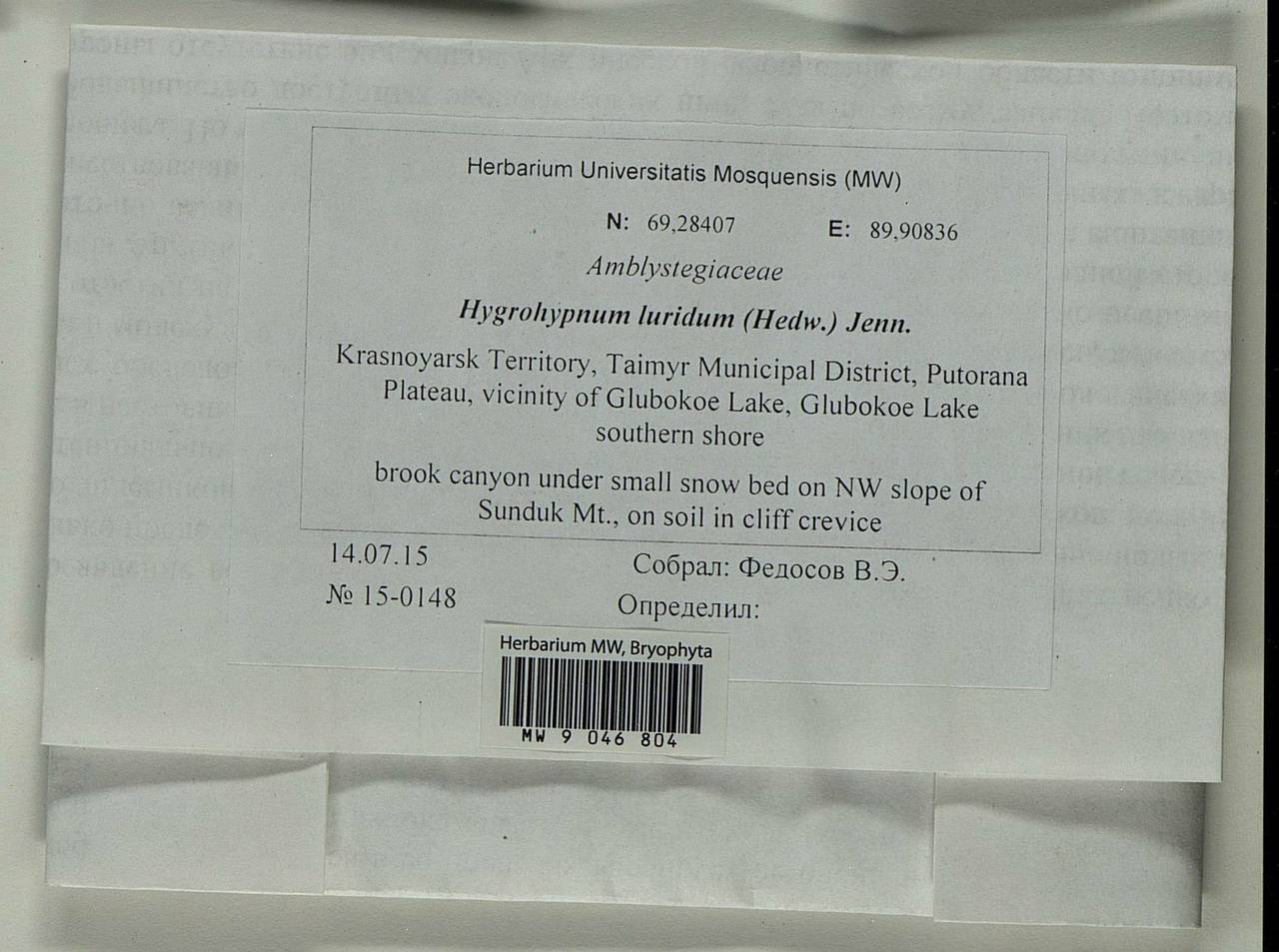 Hygrohypnum luridum (Hedw.) Jenn., Bryophytes, Bryophytes - Krasnoyarsk Krai, Tyva & Khakassia (B17) (Russia)