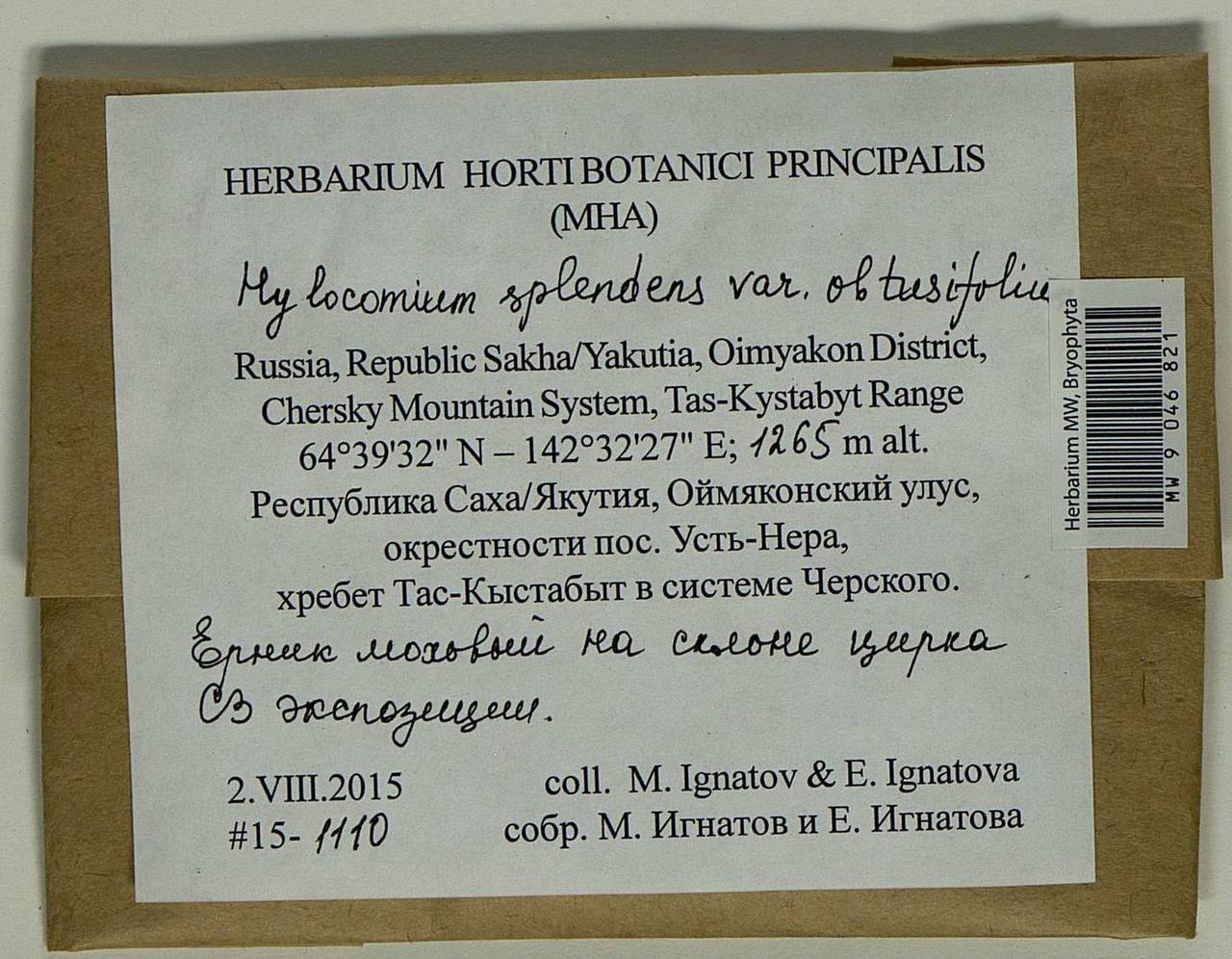 Hylocomium splendens (Hedw.) Schimp., Bryophytes, Bryophytes - Yakutia (B19) (Russia)