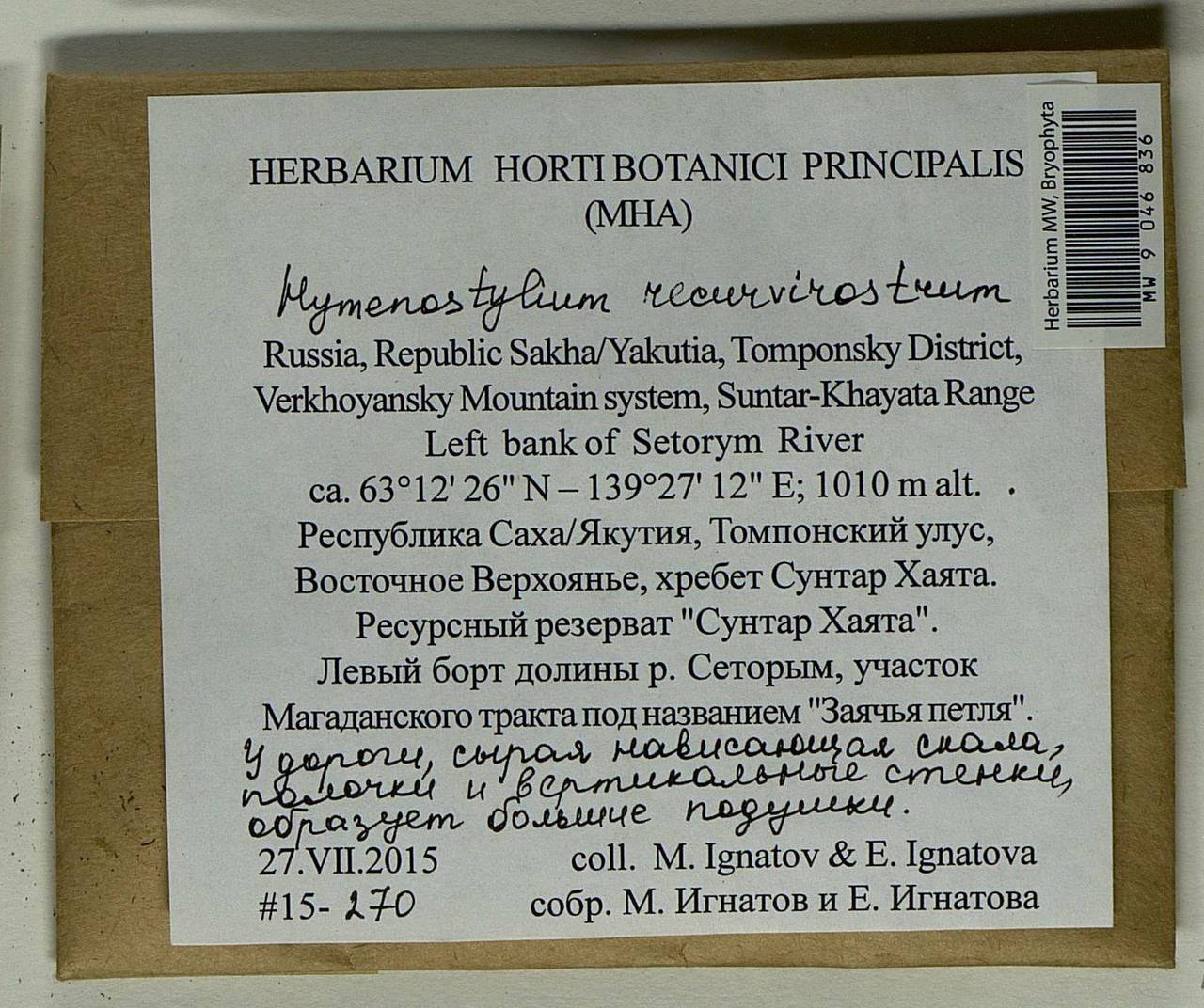 Hymenostylium recurvirostrum (Hedw.) Dixon, Bryophytes, Bryophytes - Yakutia (B19) (Russia)