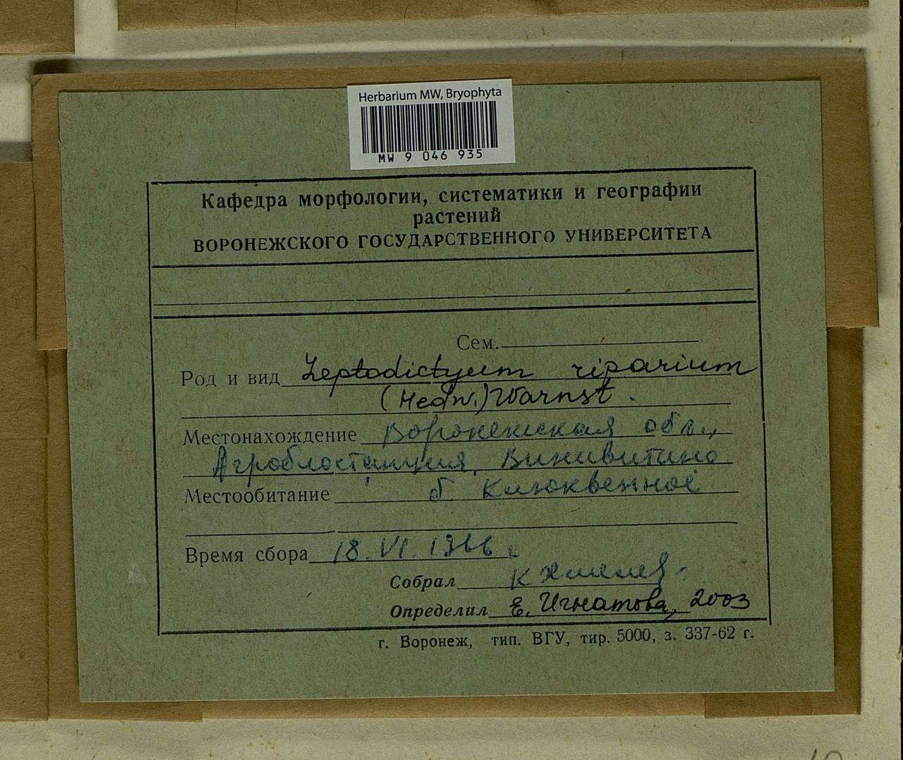 Leptodictyum riparium (Hedw.) Warnst., Bryophytes, Bryophytes - Central forest-and-steppe region (B10) (Russia)