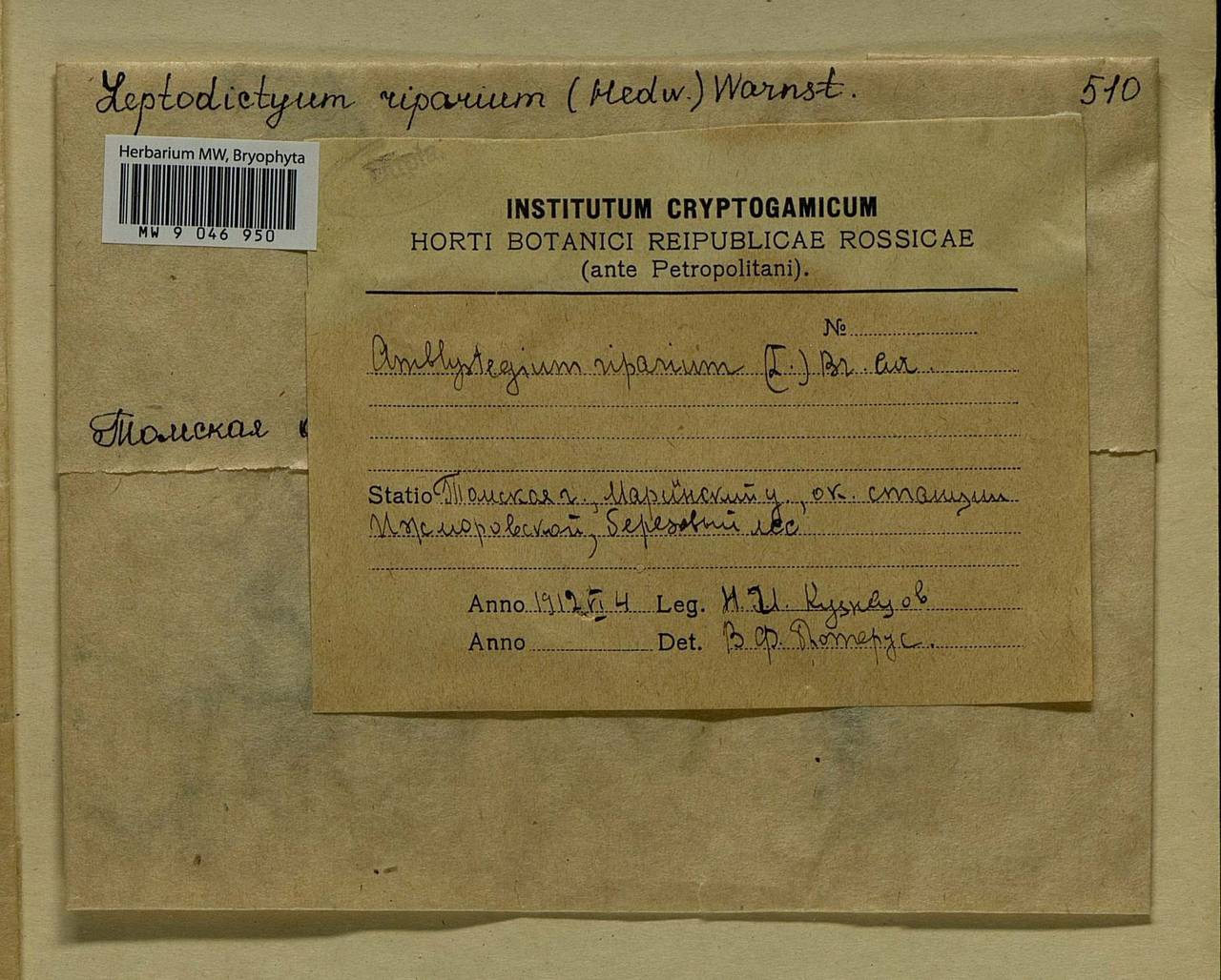 Leptodictyum riparium (Hedw.) Warnst., Bryophytes, Bryophytes - Western Siberia (including Altai) (B15) (Russia)