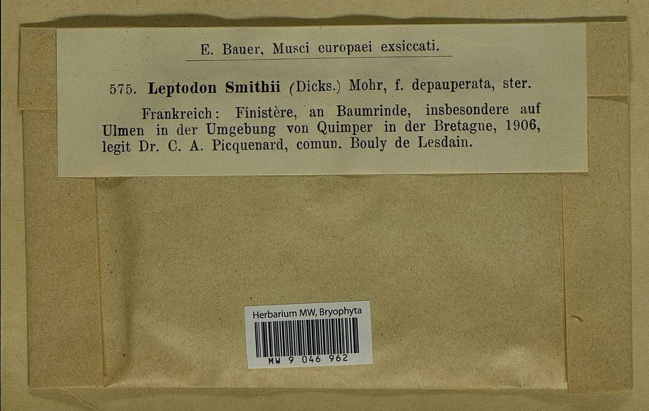 Leptodon smithii (Dicks. ex Hedw.) F. Weber & D. Mohr, Bryophytes, Bryophytes - Western Europe (BEu) (France)