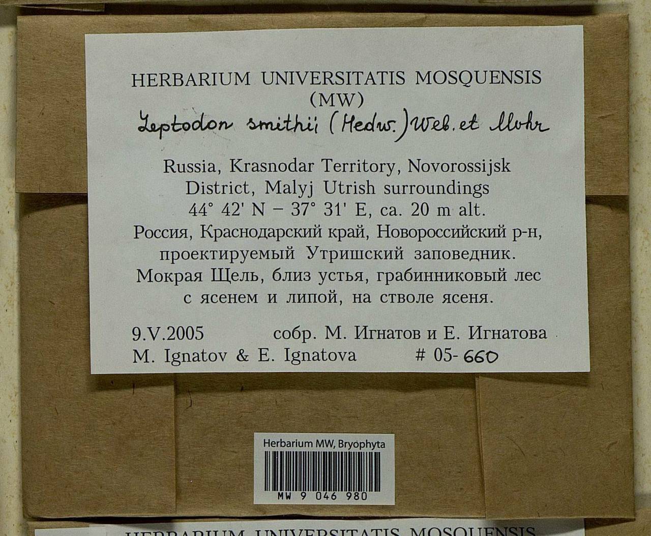 Leptodon smithii (Dicks. ex Hedw.) F. Weber & D. Mohr, Bryophytes, Bryophytes - North Caucasus & Ciscaucasia (B12) (Russia)