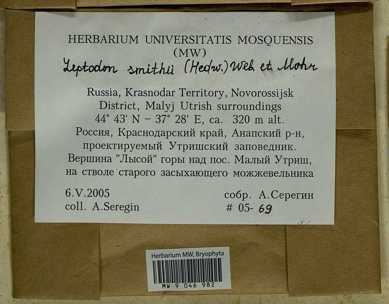 Leptodon smithii (Dicks. ex Hedw.) F. Weber & D. Mohr, Bryophytes, Bryophytes - North Caucasus & Ciscaucasia (B12) (Russia)