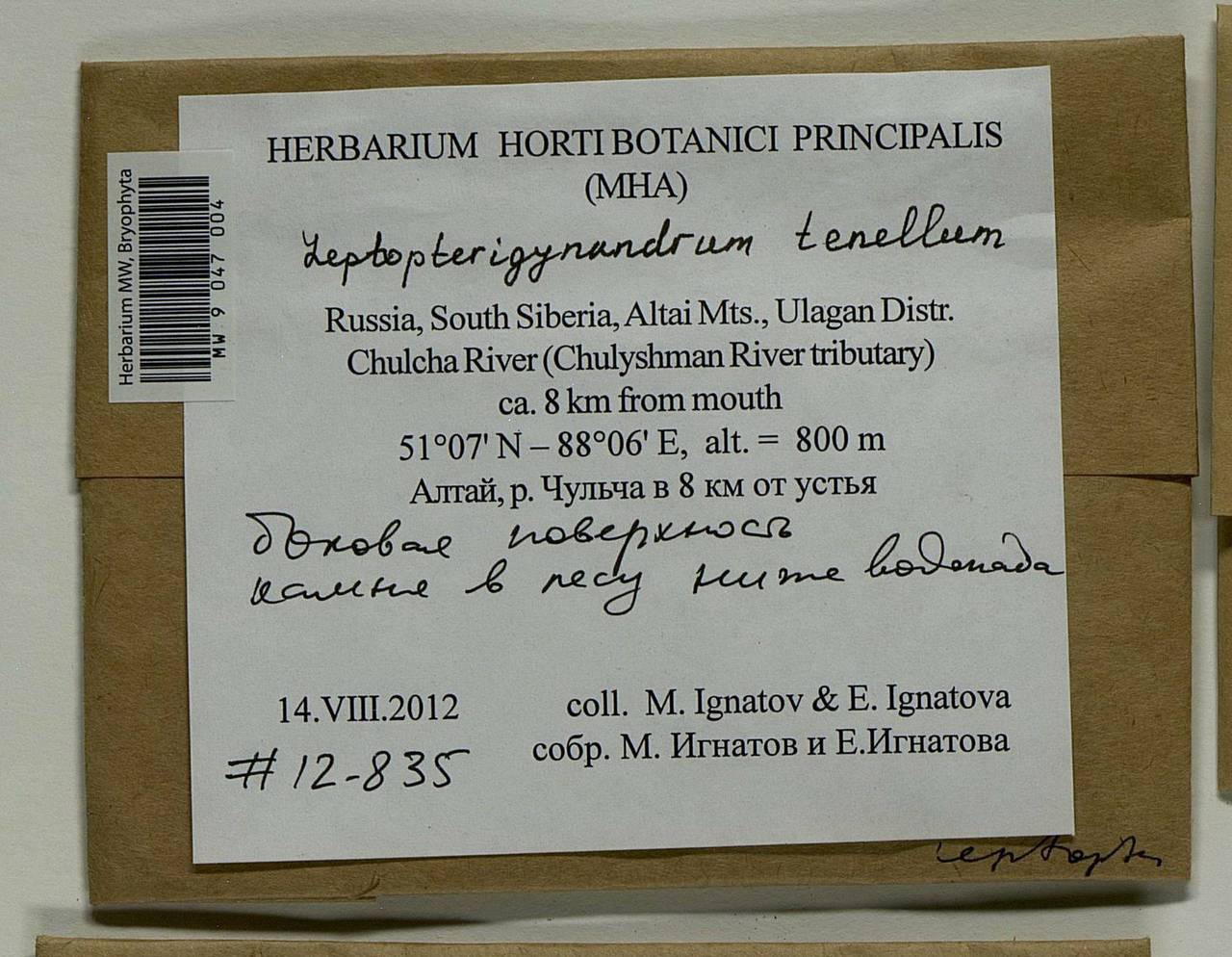 Leptopterigynandrum tenellum Broth., Bryophytes, Bryophytes - Western Siberia (including Altai) (B15) (Russia)