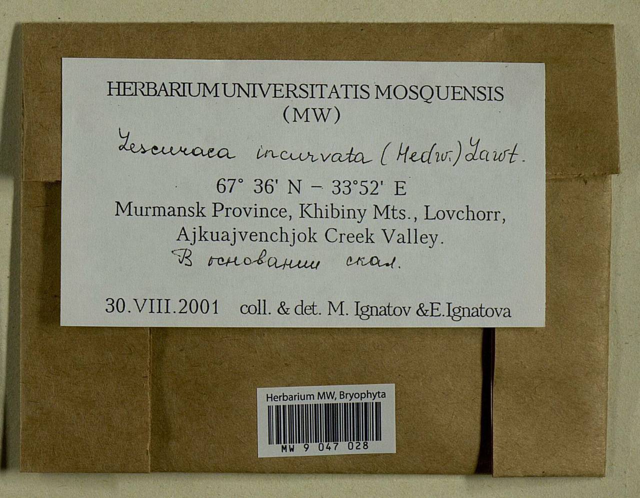 Lescuraea incurvata, Bryophytes, Bryophytes - Karelia, Leningrad & Murmansk Oblasts (B4) (Russia)