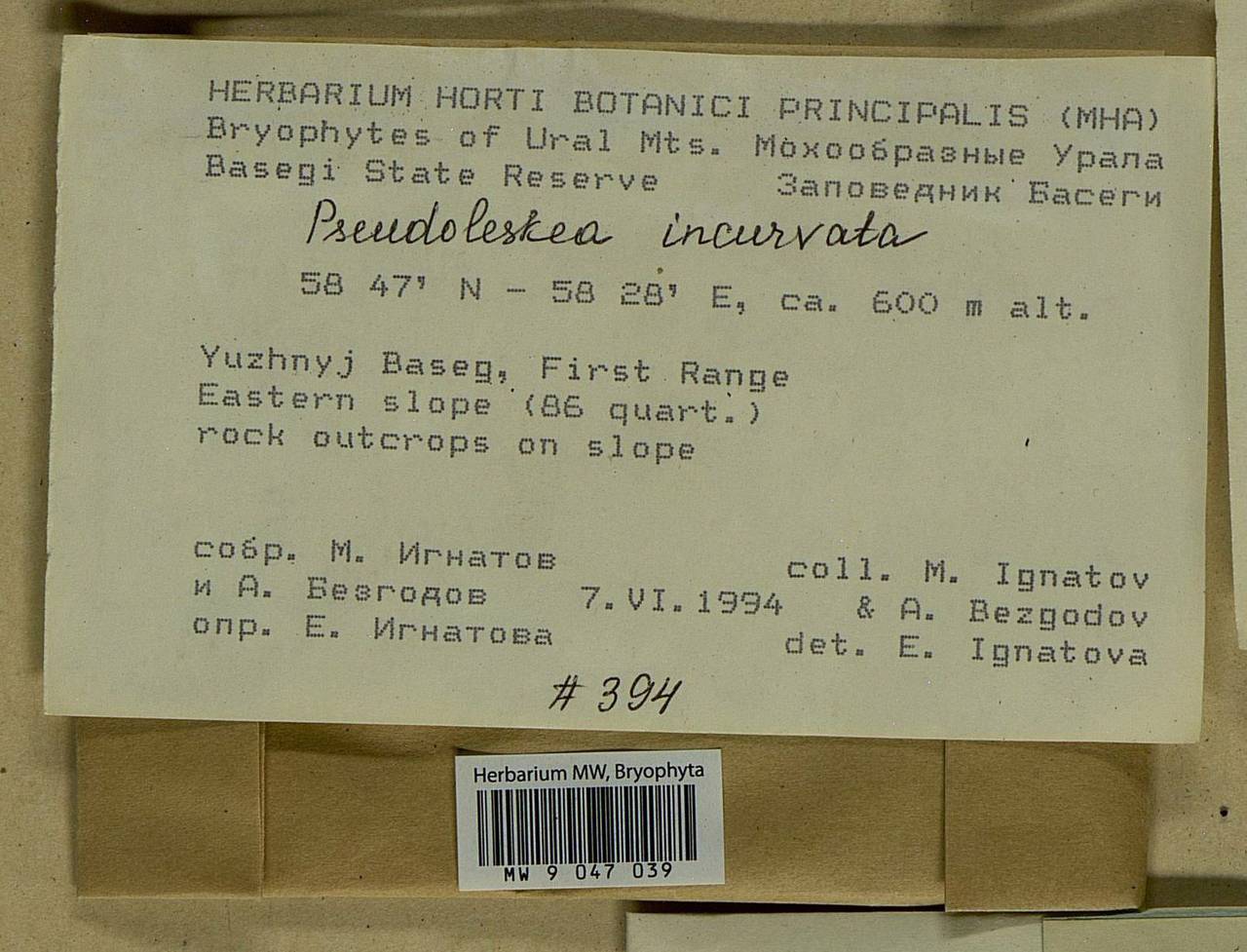 Lescuraea incurvata, Bryophytes, Bryophytes - Permsky Krai, Udmurt Republic, Sverdlovsk & Kirov Oblasts (B8) (Russia)