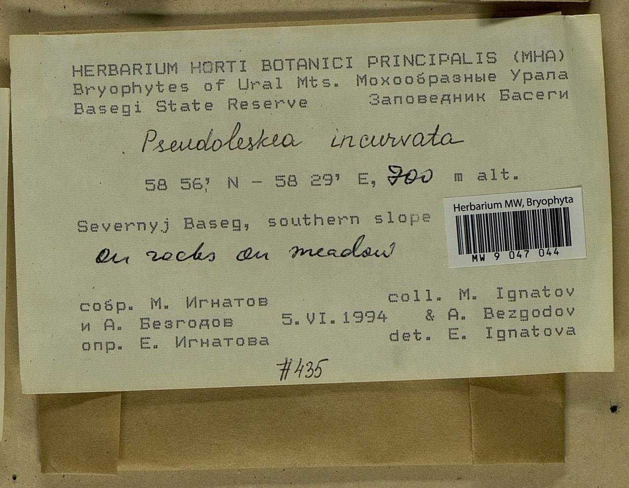 Lescuraea incurvata, Bryophytes, Bryophytes - Permsky Krai, Udmurt Republic, Sverdlovsk & Kirov Oblasts (B8) (Russia)