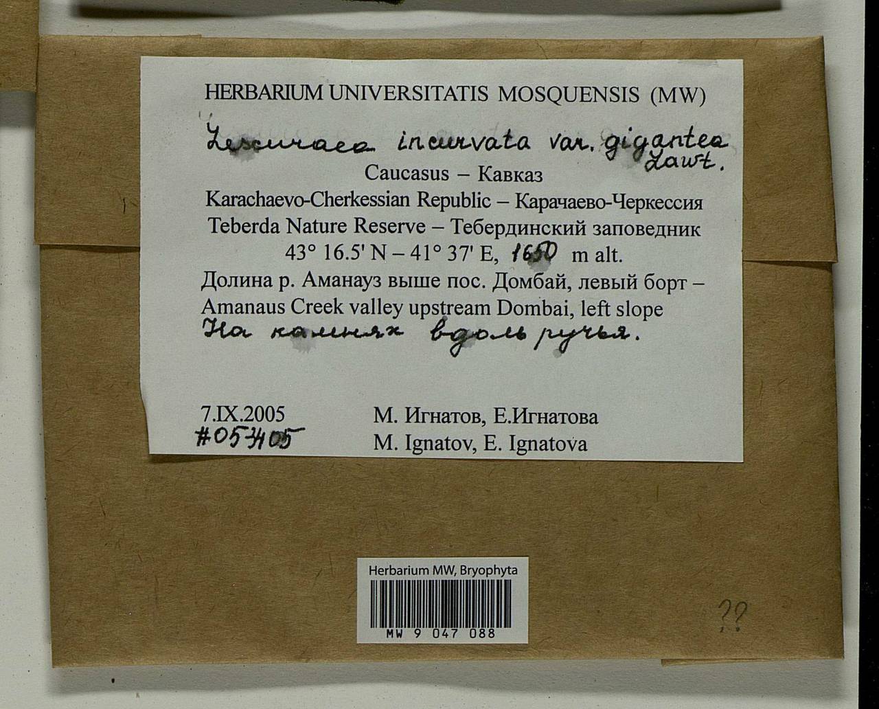 Lescuraea incurvata var. gigantea E. Lawton, Bryophytes, Bryophytes - North Caucasus & Ciscaucasia (B12) (Russia)