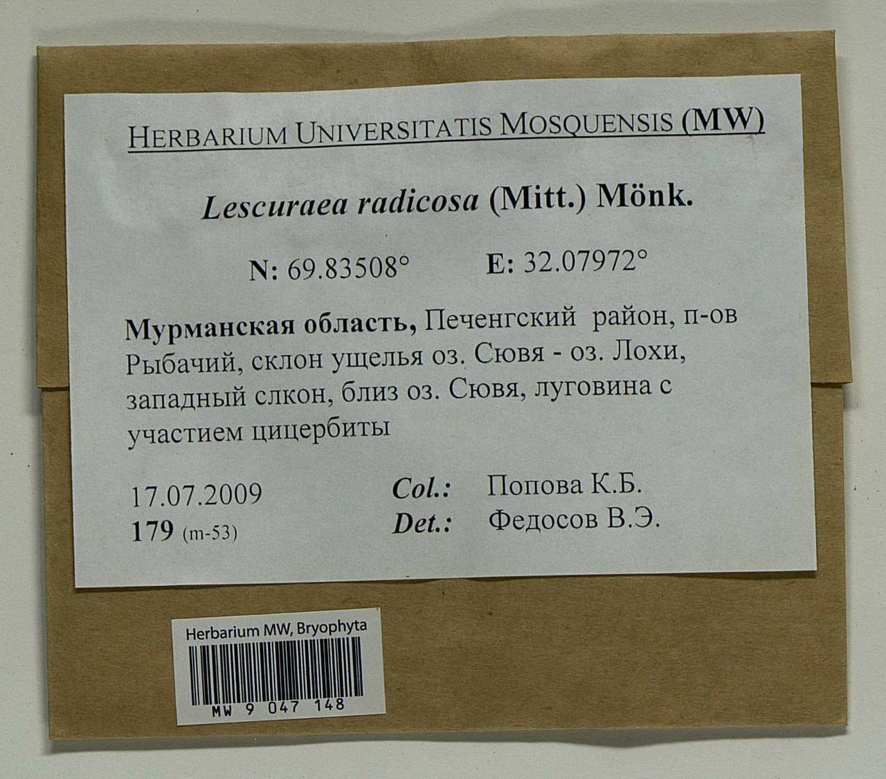 Lescuraea radicosa (Mitt.) Mönk., Bryophytes, Bryophytes - Karelia, Leningrad & Murmansk Oblasts (B4) (Russia)