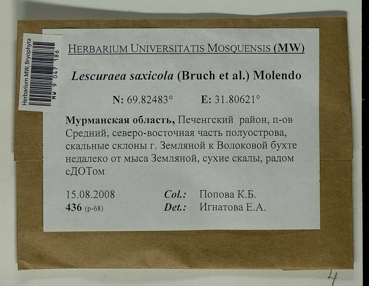 Lescuraea saxicola (Schimp.) Molendo, Bryophytes, Bryophytes - Karelia, Leningrad & Murmansk Oblasts (B4) (Russia)