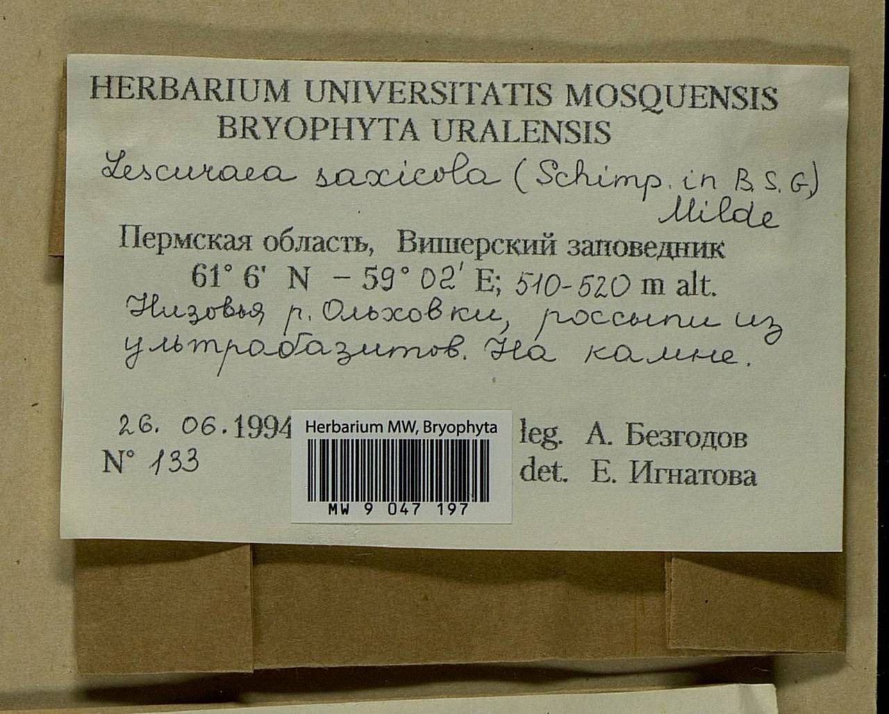 Lescuraea saxicola (Schimp.) Molendo, Bryophytes, Bryophytes - Permsky Krai, Udmurt Republic, Sverdlovsk & Kirov Oblasts (B8) (Russia)