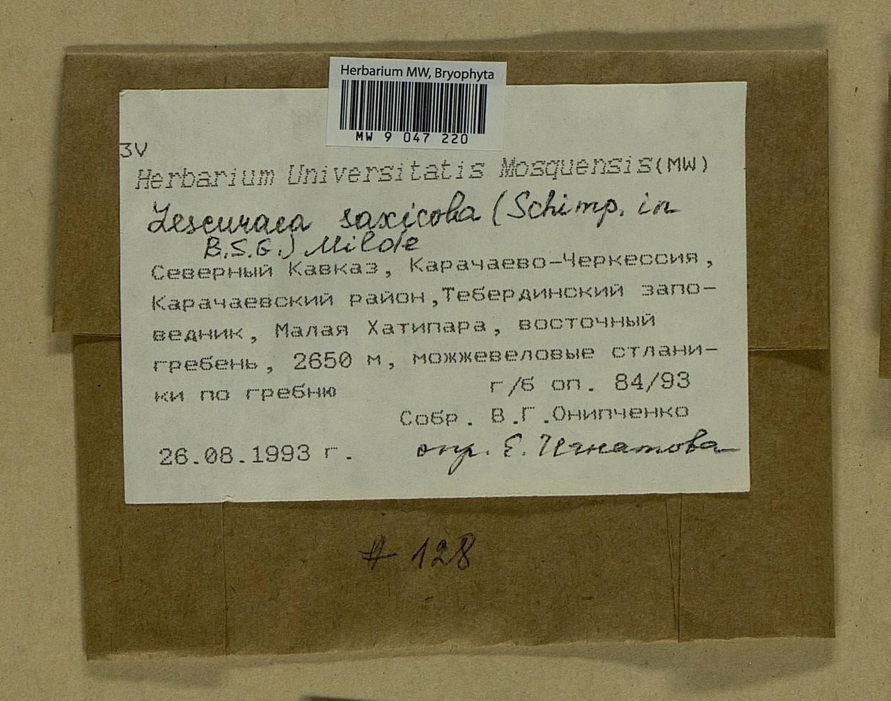 Lescuraea saxicola (Schimp.) Molendo, Bryophytes, Bryophytes - North Caucasus & Ciscaucasia (B12) (Russia)