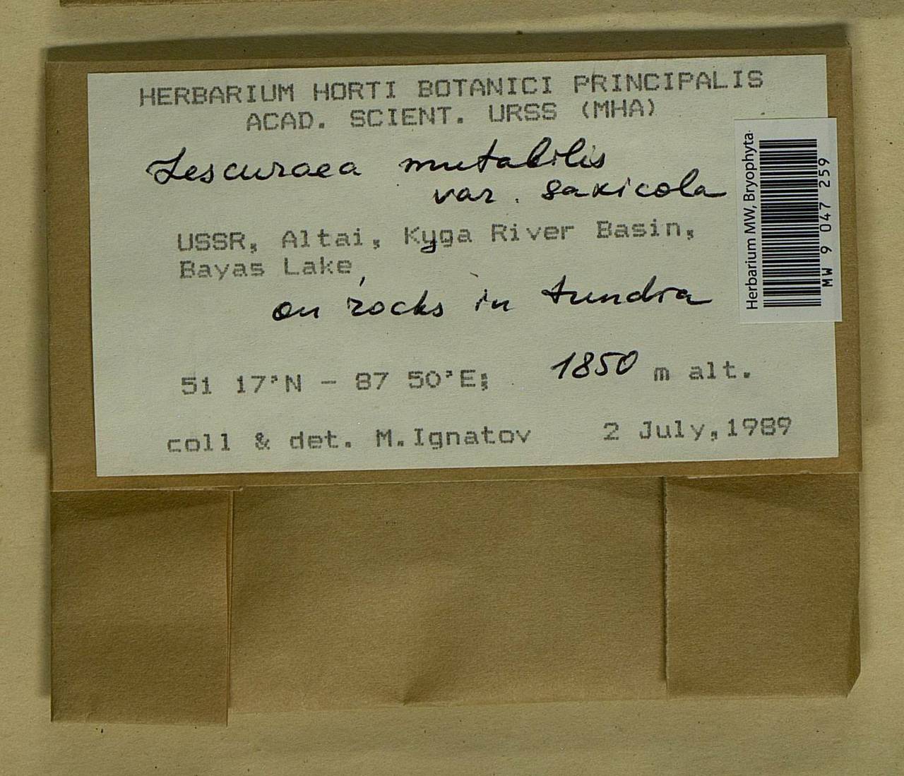 Lescuraea saxicola (Schimp.) Molendo, Bryophytes, Bryophytes - Western Siberia (including Altai) (B15) (Russia)