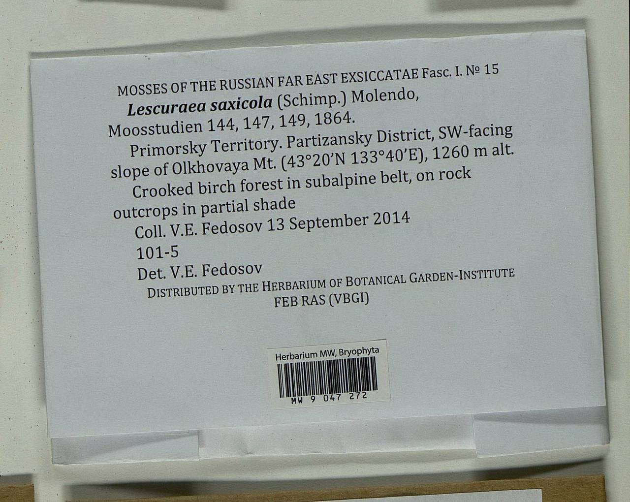 Lescuraea saxicola (Schimp.) Molendo, Bryophytes, Bryophytes - Russian Far East (excl. Chukotka & Kamchatka) (B20) (Russia)